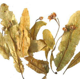 长期供应 养生膳食原料 椴树花中药材批发 量大从优