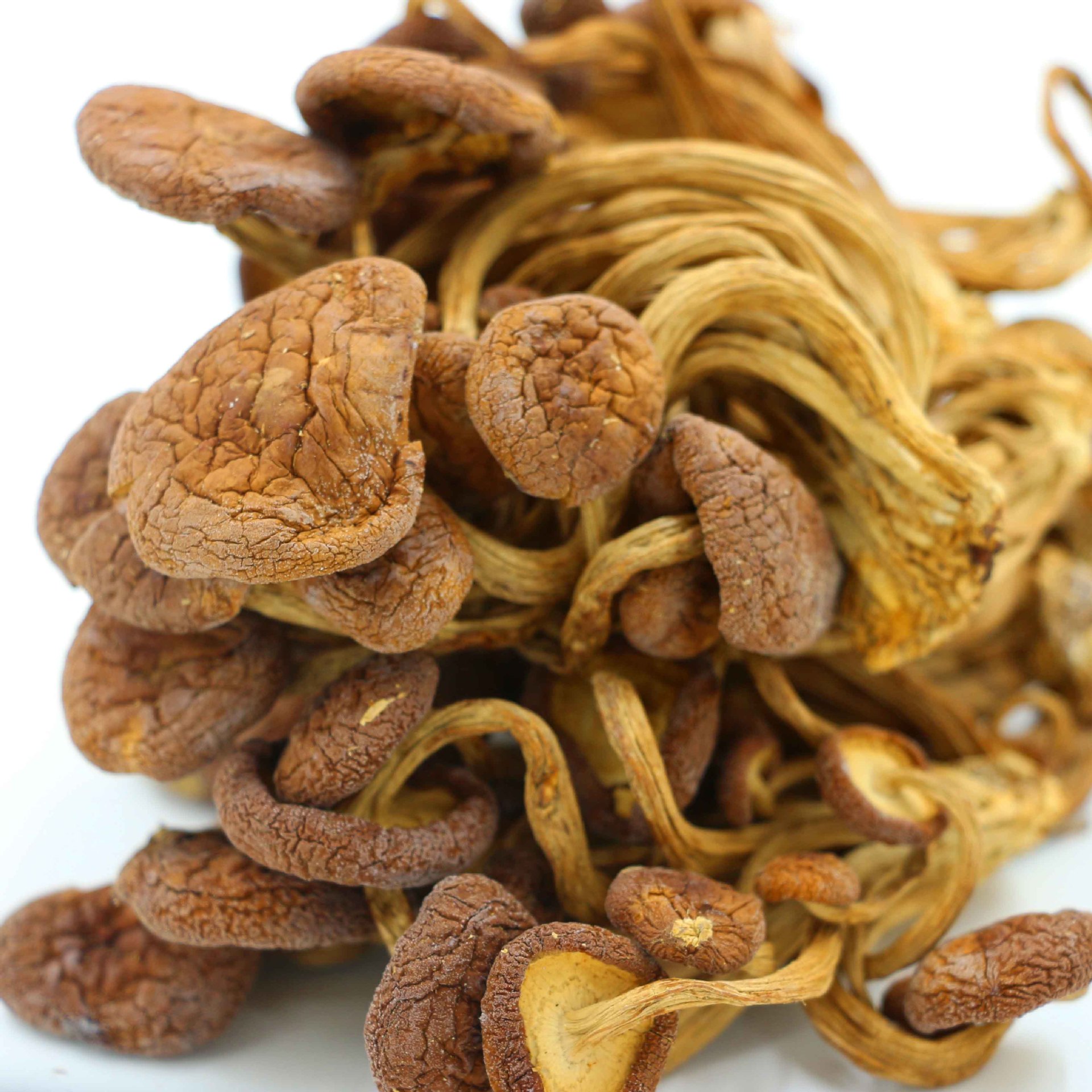 产地直销福建特产优质茶树菇 茶树菇批发 茶树菇抑制肿瘤,抗衰老