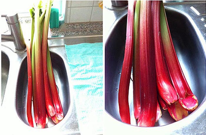 蔬菜农场批发特色新鲜生态食品红芹菜 补血保健有机蔬菜现摘配送