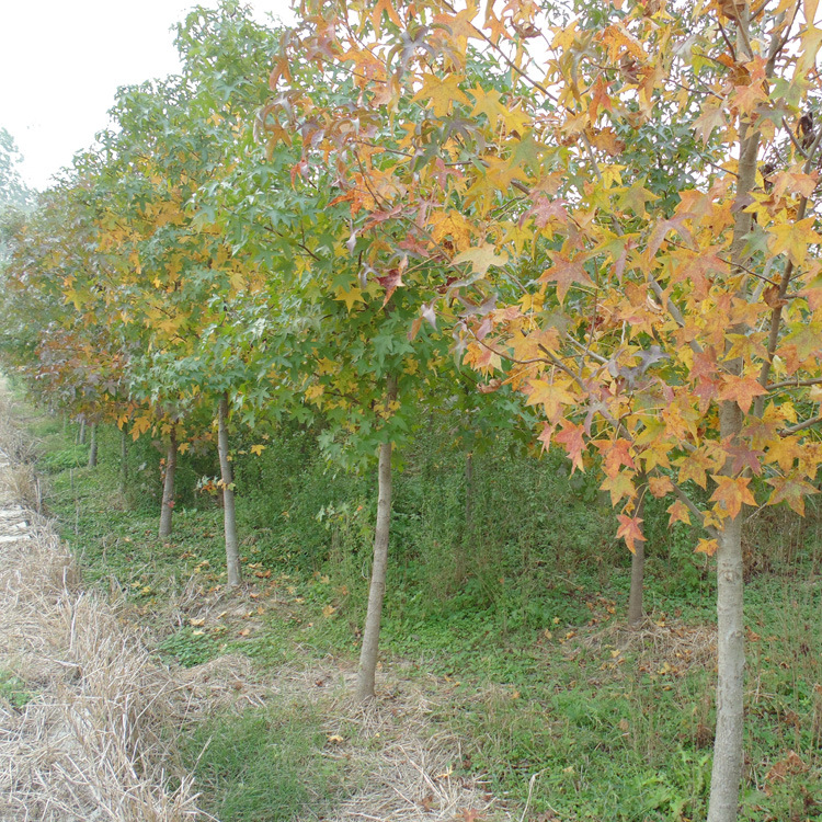 【建大园艺苗木】供应五角枫乔木 绿化植物 各种规格 量大优惠