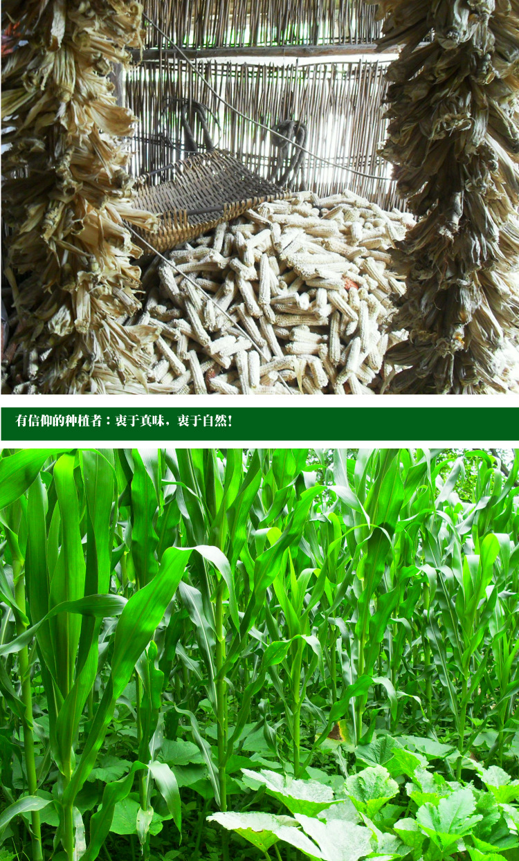 土特产白玉米珍珍 产地直销纯天然有机食品 10斤/袋