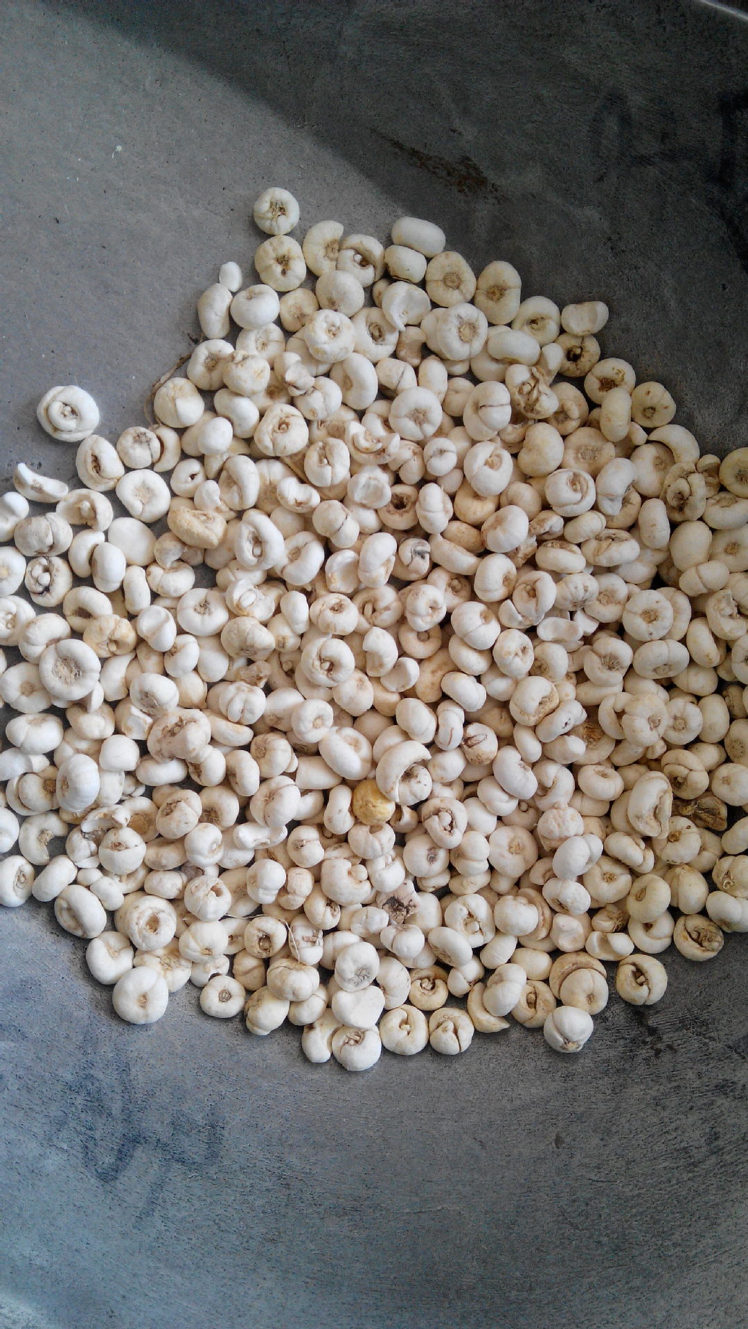 【庆祝两周年全场中药材限时大降价】 平贝