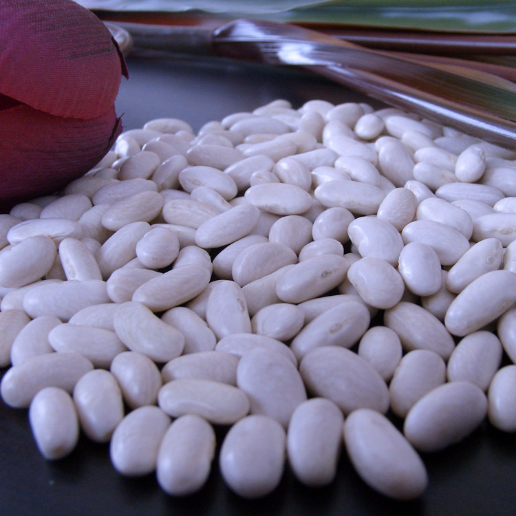 厂家大量供应白芸豆白沙克白豆长白芸豆西白西班牙白中白批发出口