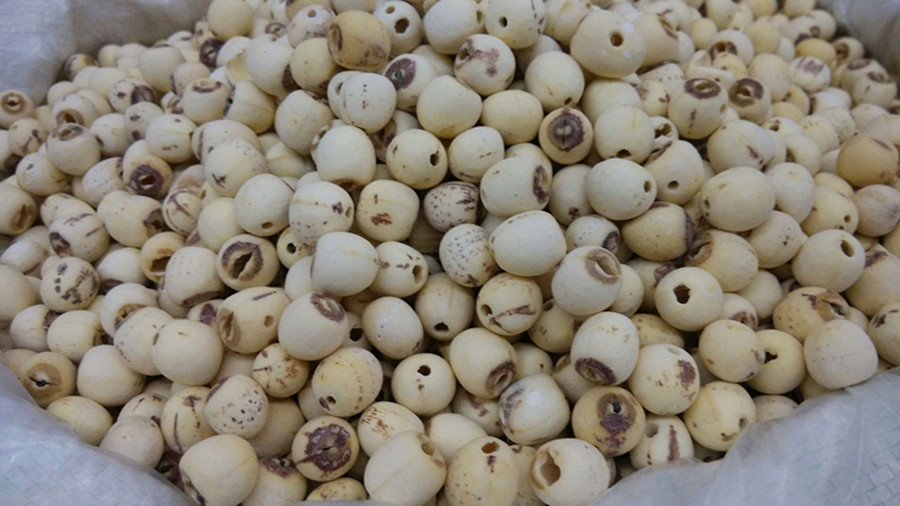 睡莲的种子在哪儿