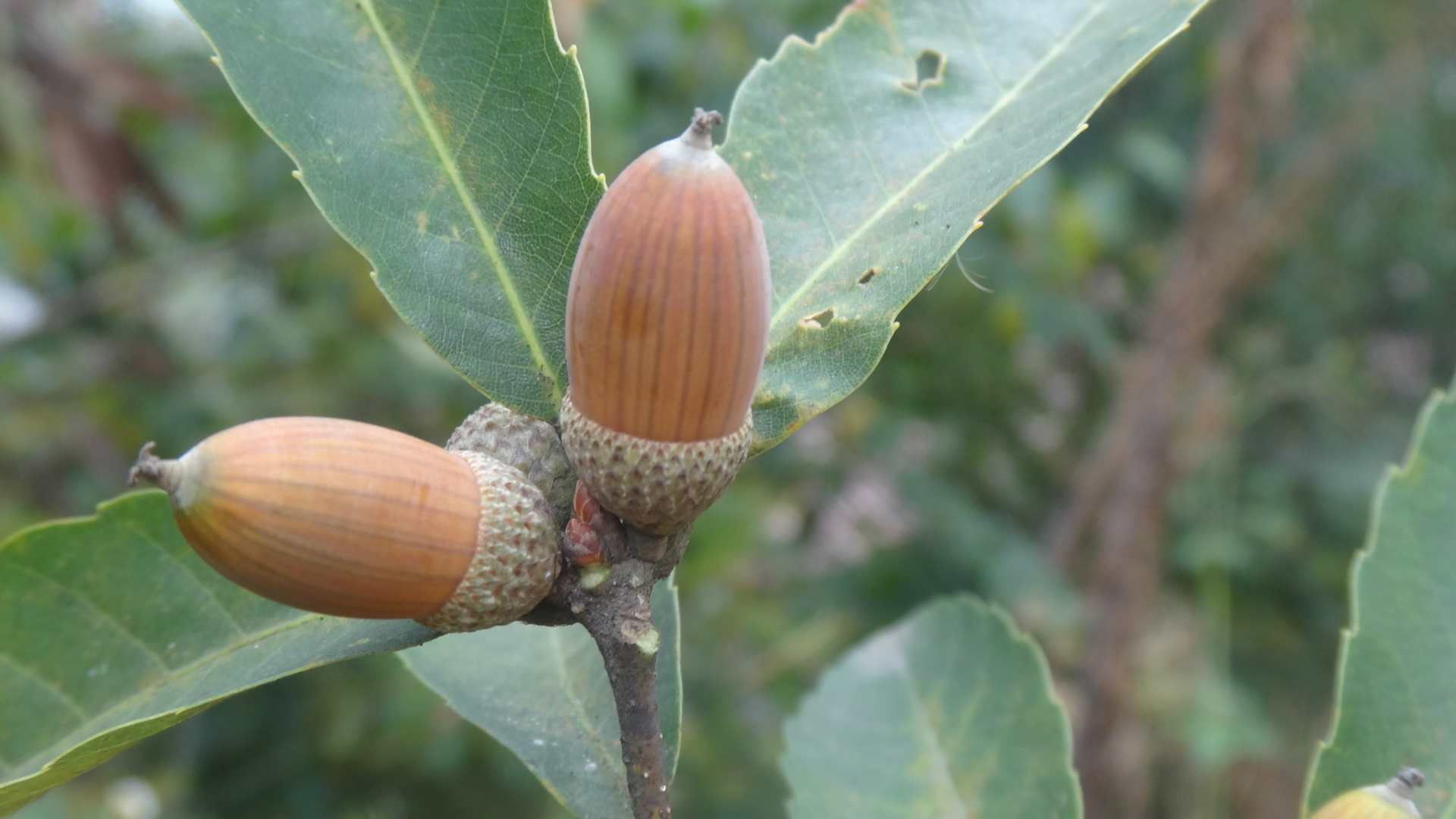 飞出大山的美食——橡子豆腐