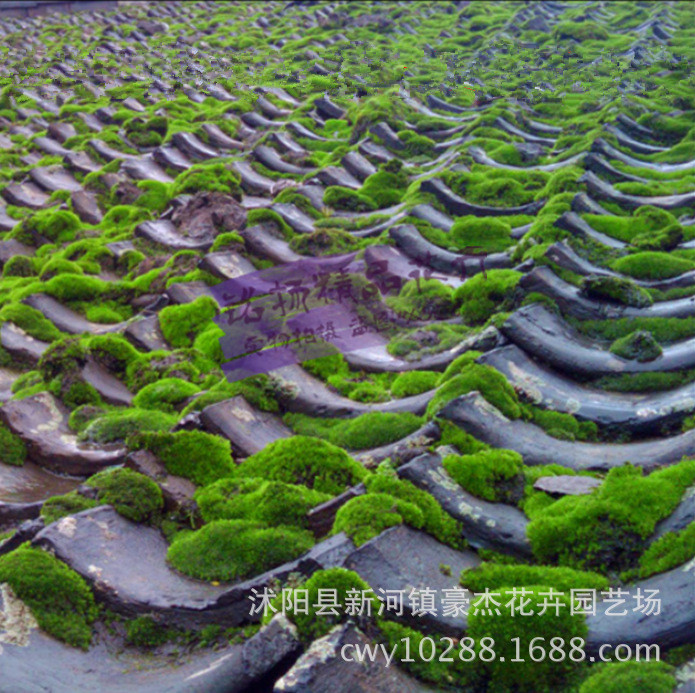 批发鲜活微景观植物盆栽水苔藓 青苔大灰藓装饰保湿吸水