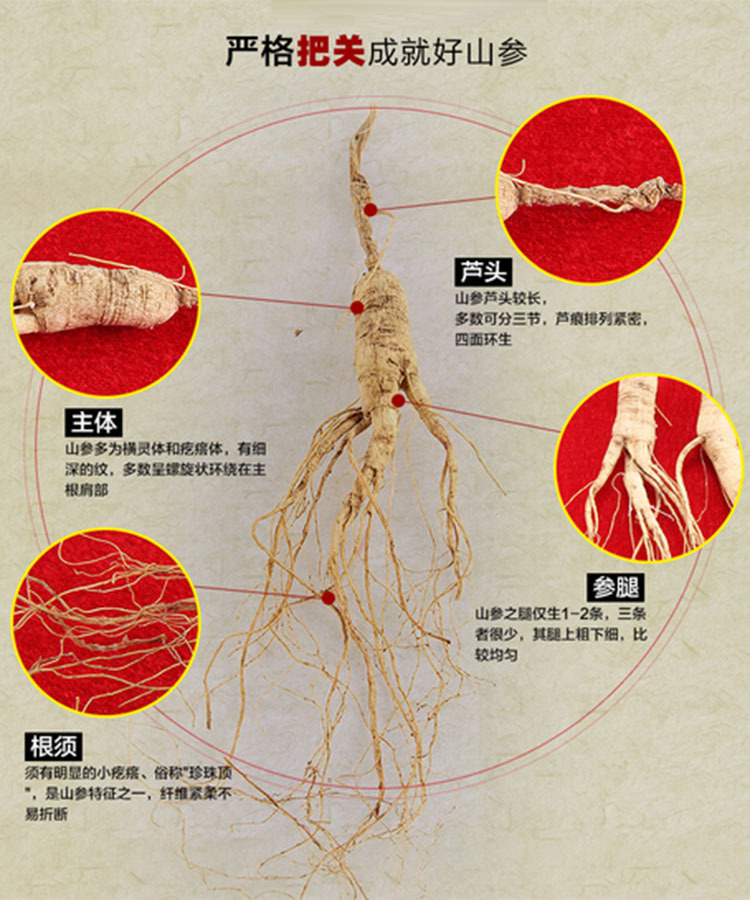 植物原药材 东北吉林长白山特产人参红参片 滋补养颜 可泡酒 批发
