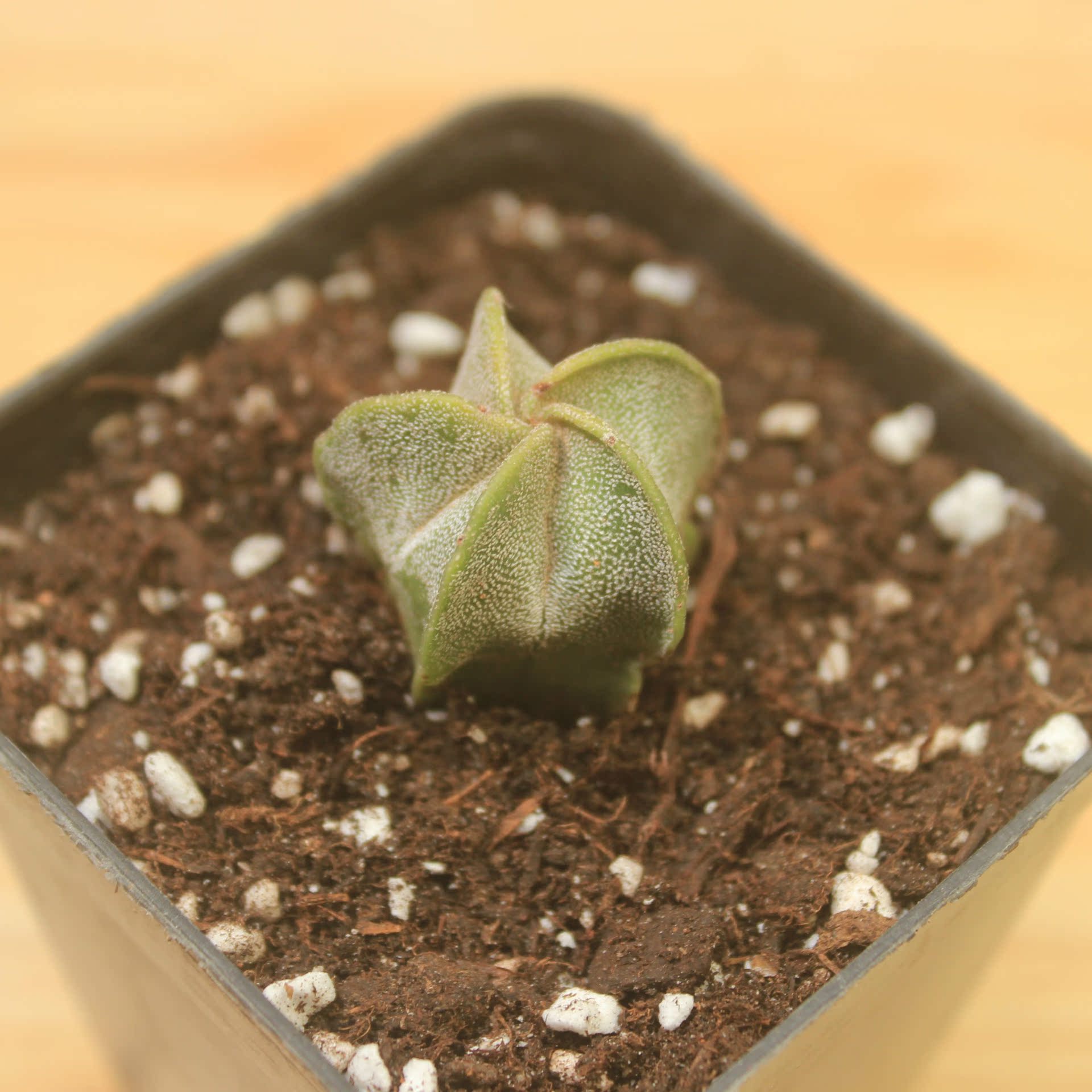 仙人球仙人掌批发基地供应迷你花卉盆栽特价促销 五角鸾凤玉