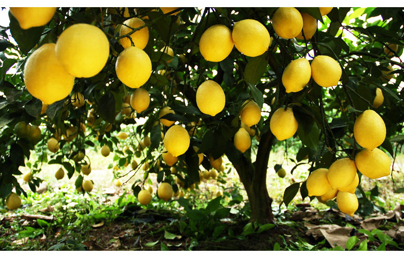 国产水果 安岳柠檬80-90g优等品黄柠檬 新鲜柠檬 一件10个包邮