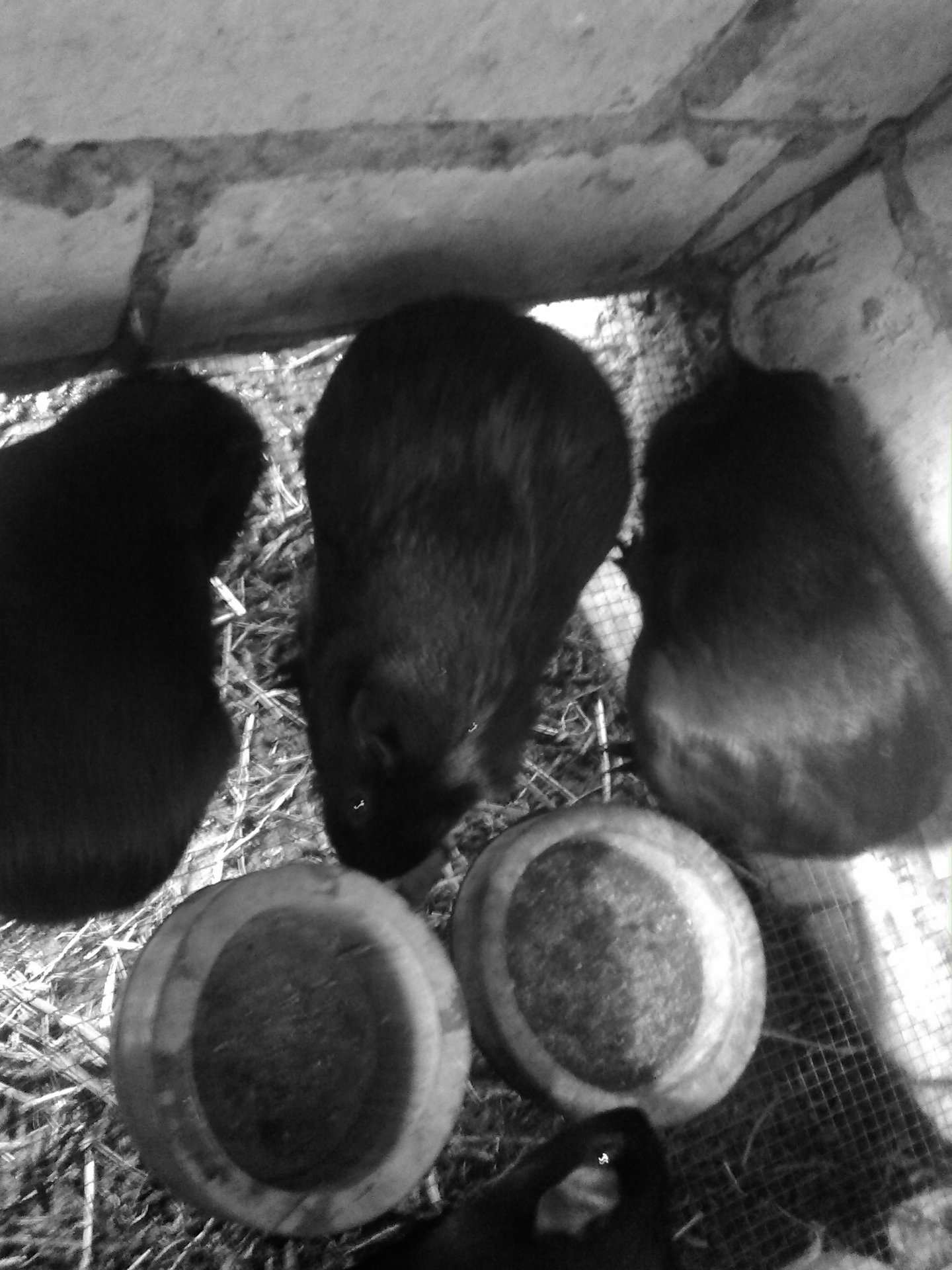 黑豚鼠种苗批发 中华黑豚种苗 荷兰猪种苗 豚鼠种苗