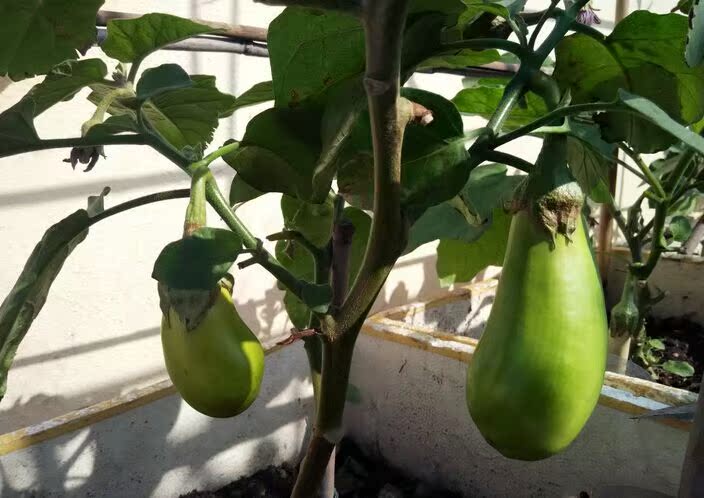 我要发芽 蔬菜种子 绿罐茄种子 中早熟绿茄子 不早衰 高产35粒/包