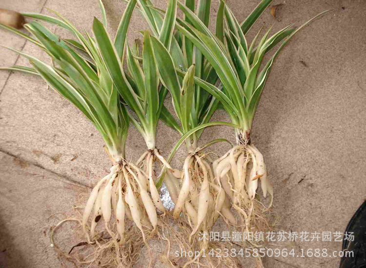 批发桌面绿植盆栽植物 金边吊兰 家庭 办公室桌面摆放 量大价优