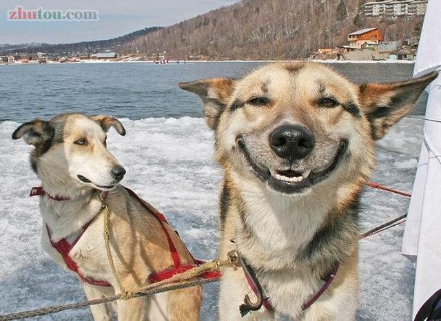 来吧,一起与这些狗狗分享开心时刻我得意的笑,得意的笑!