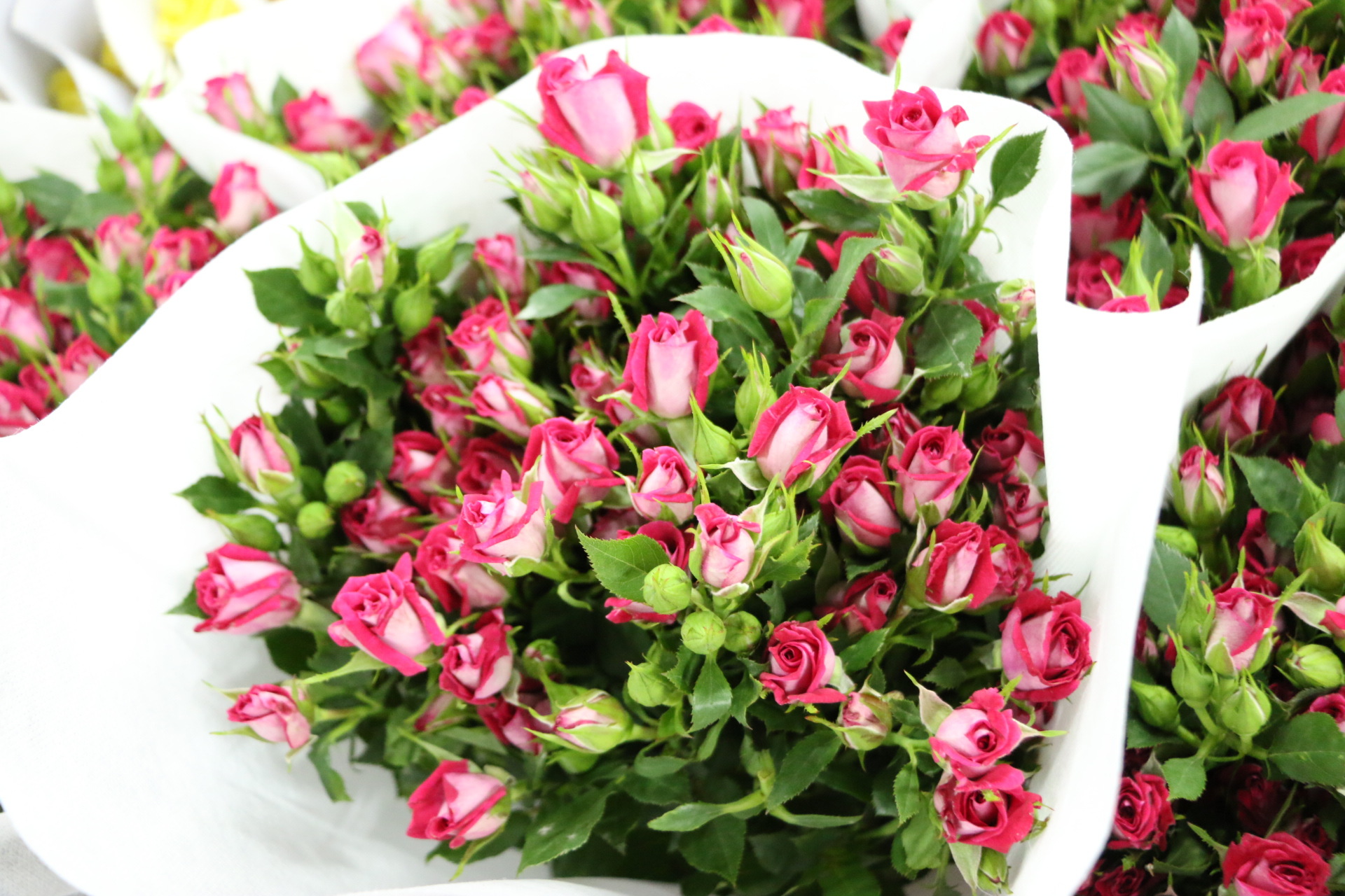 蔷薇批发 波塞妮娜红色多头小玫瑰 鲜切花 花店用花 基地直销