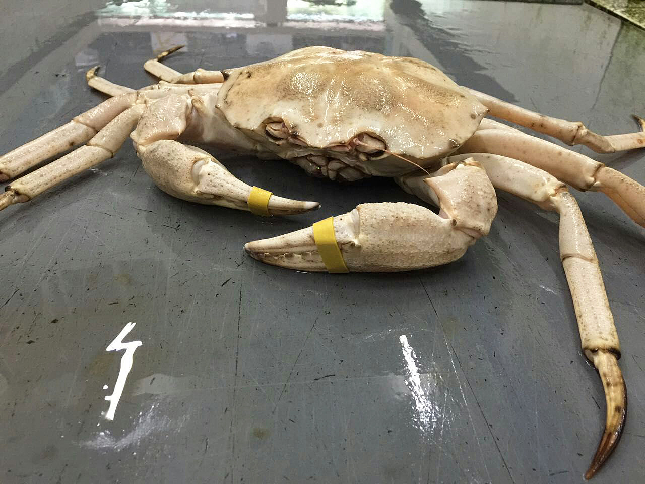 进口螃蟹批发 美国雪蟹 新鲜鲜活雪蟹 冷冻进口鲜活海产品