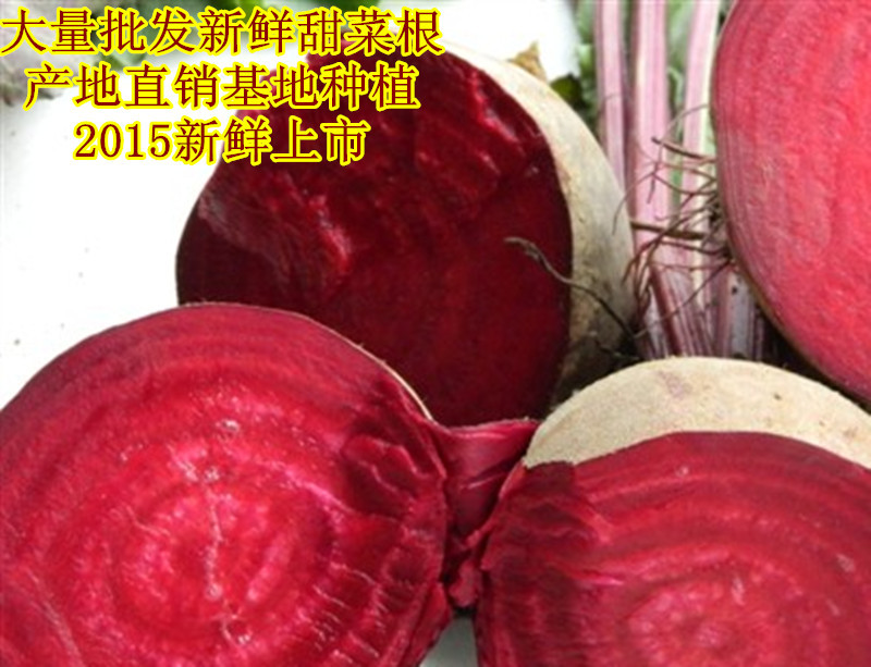 2015新鮮甜菜根1500元/噸 產地大量批發 紫菜頭 甜菜頭 甜菜