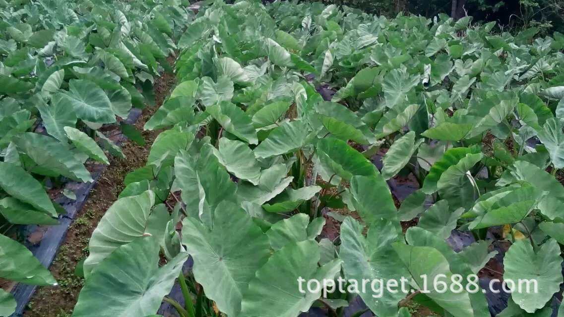 unigrow微生物土壤改良剂对芋疫病和芋污病效果显著