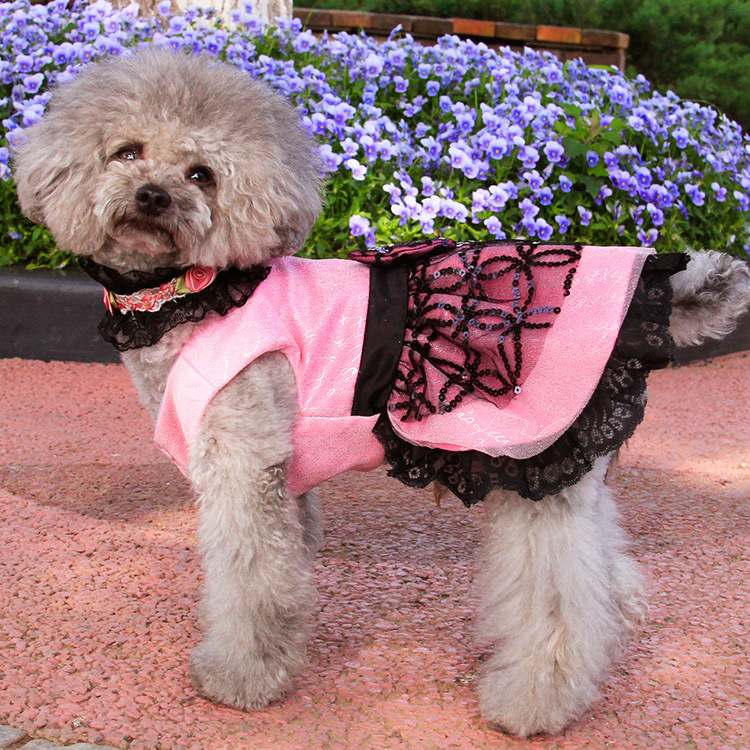 2015新款 蝴蝶结黑色蕾丝裙 宠物裙子 狗狗裙子