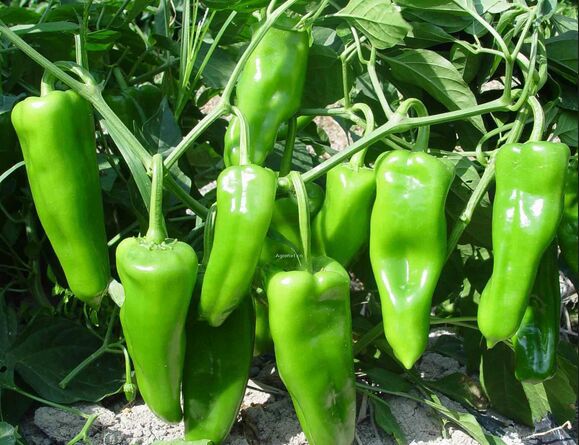 蔬菜种子 湘研一号辣椒种子 杂交一代极早熟青椒 高产抗病10g/包