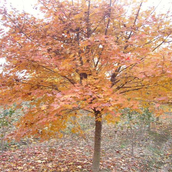 批发五角枫 行道树 枫树 绿化树 树苗 枫树苗 五角槭 五角枫苗