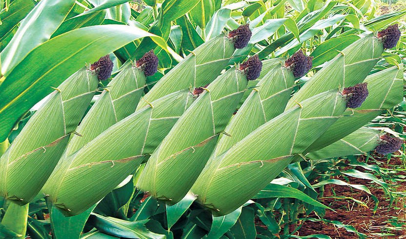 贵州特色养生老玉米 高营养低价格 纯天然 非转基因良种 可批发