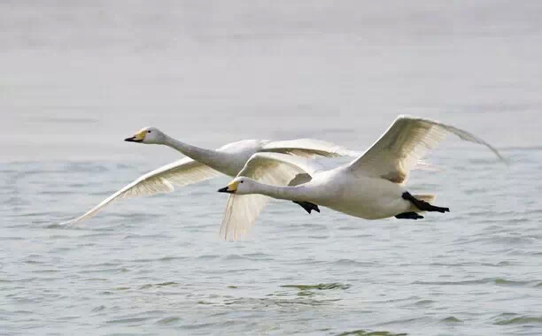 鸟类的羽毛主要分为两种:飞羽和正羽,它是鸟类外部的羽毛.