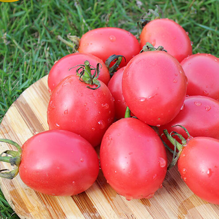 山东寿光蔬菜 樱桃西红柿 绿色有机无公害农产品 欢迎选购