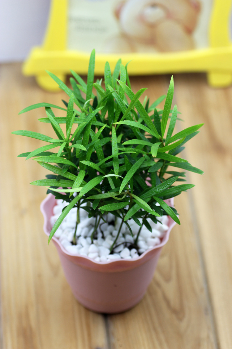 微景观背景植物小盆栽斑叶罗汉松 小叶罗汉松