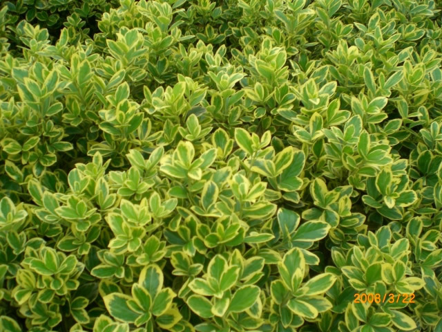 苗圃直销金边冬青球花叶冬青球庭院绿篱观赏植物量大从优