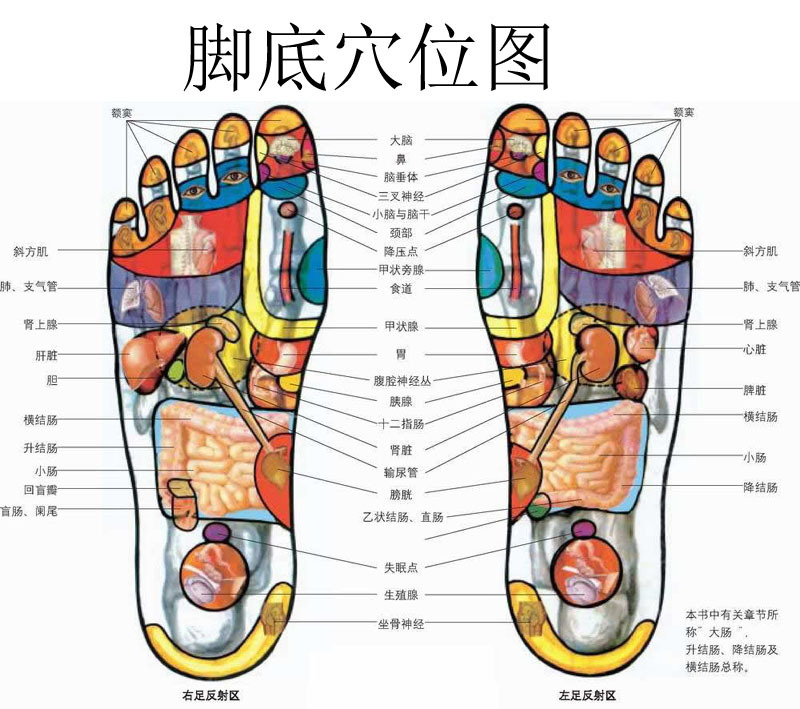 脚底穴位图