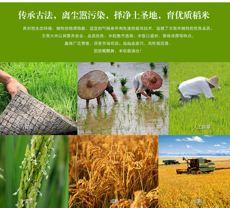 绿荷稻花香圆粒香米