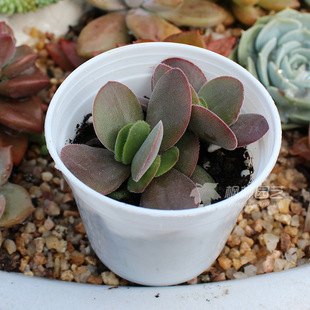 z【醉夕阳】多肉植物 本土化韩国多肉植物 办公室桌面绿植盆栽