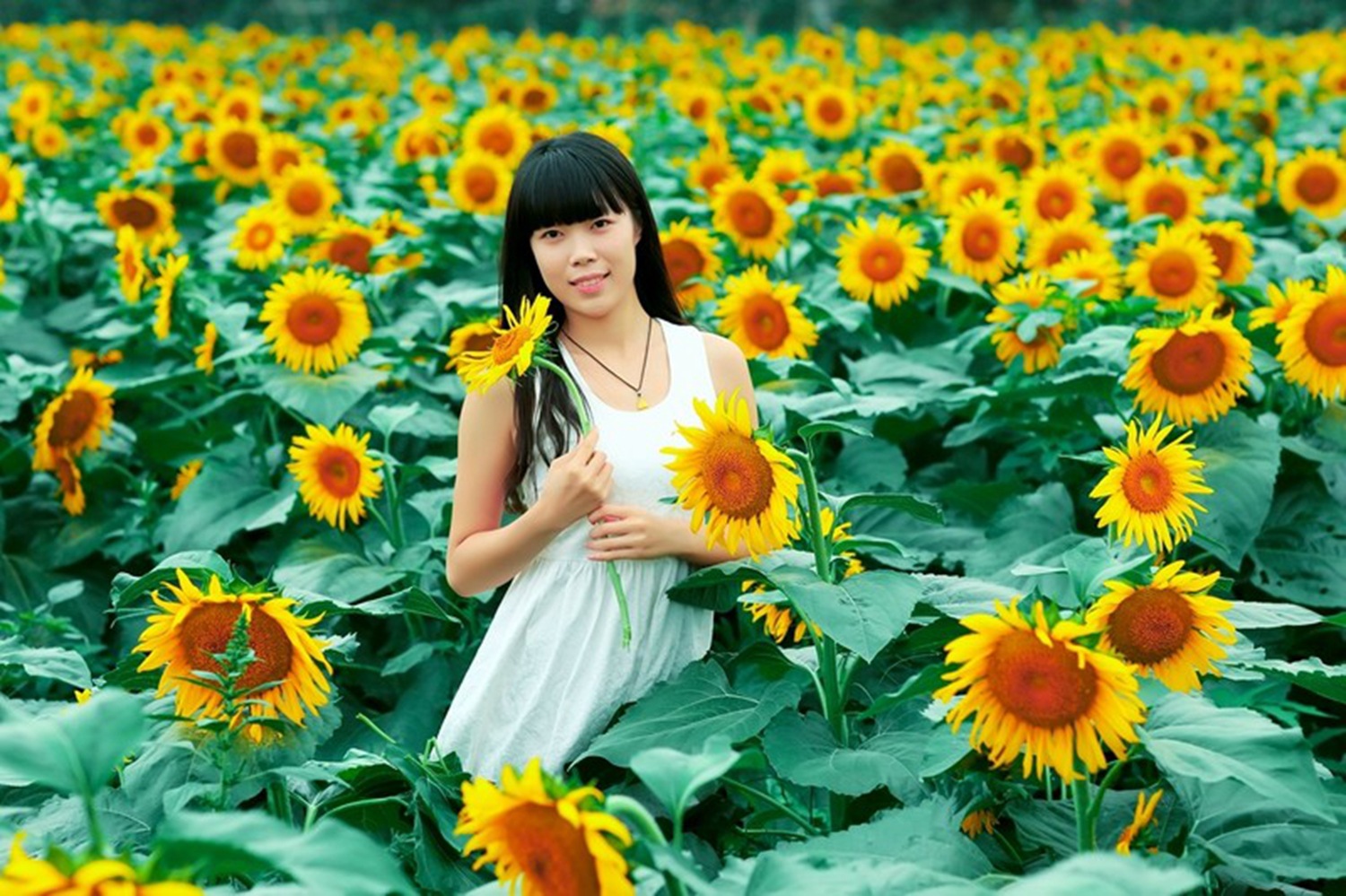 假期出游赏向日葵,给女友和爱车拍组写真