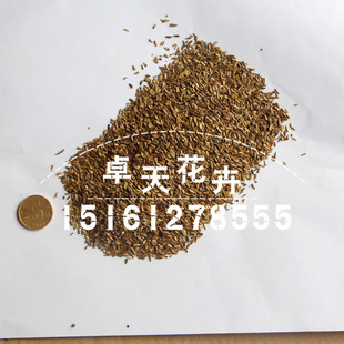 直销园林花卉种子 林木种子 品种全 荷兰菊种子批发 成活率高