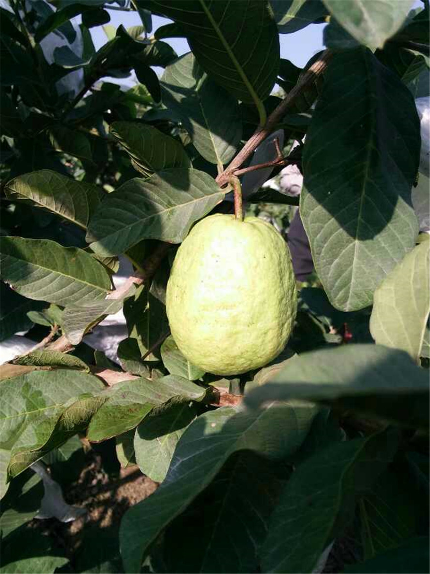 果農產地直銷熱帶新鮮水果臺灣白心番石榴芭樂果批發當天採摘發貨