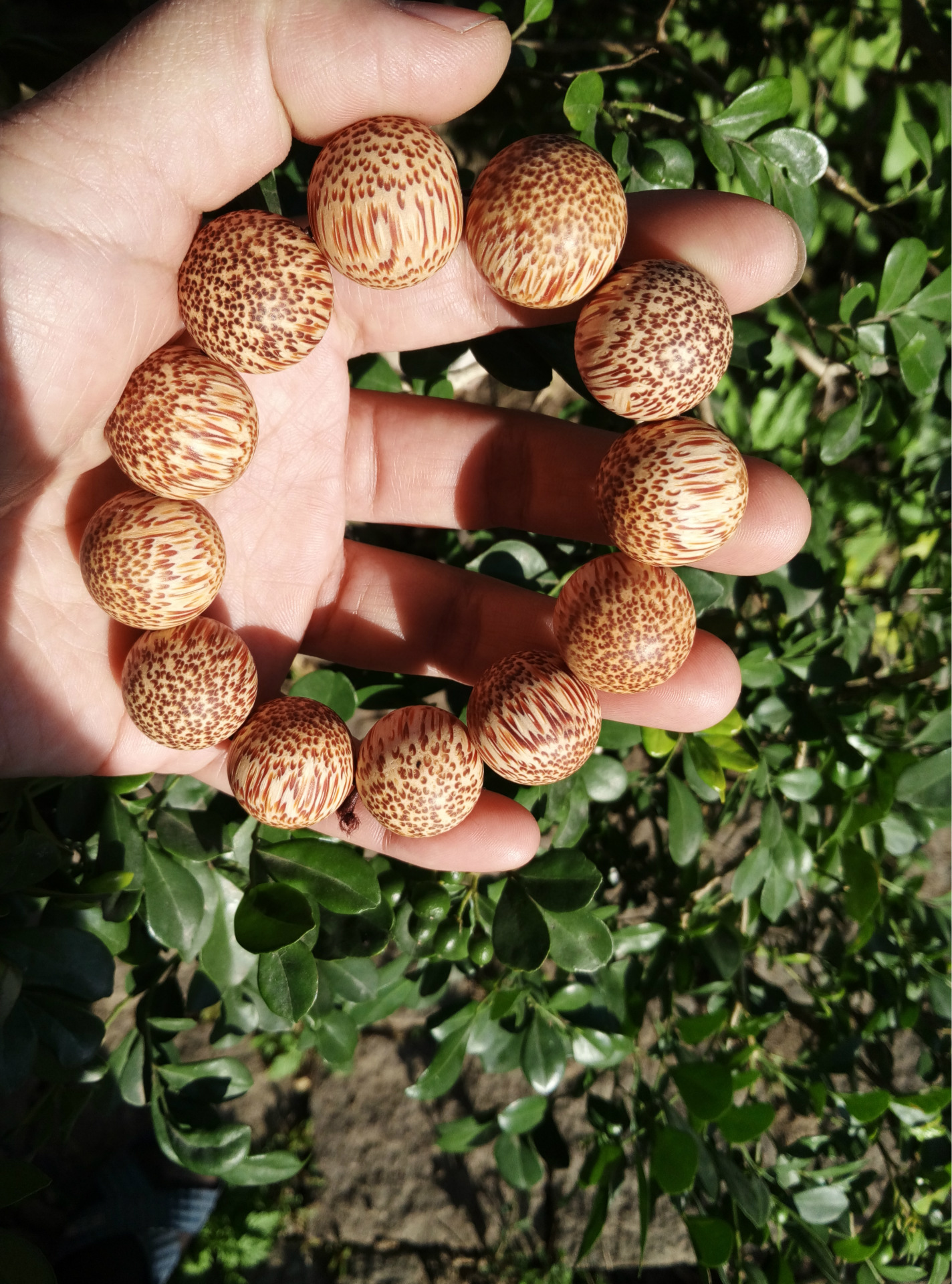 【仪缘饰家】 精品龙血金丝竹手串20mm细密高密度