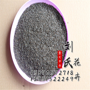 花圃批发生产花种 雪菊种子批发 量大优惠 庭院绿植 雪菊种子价格