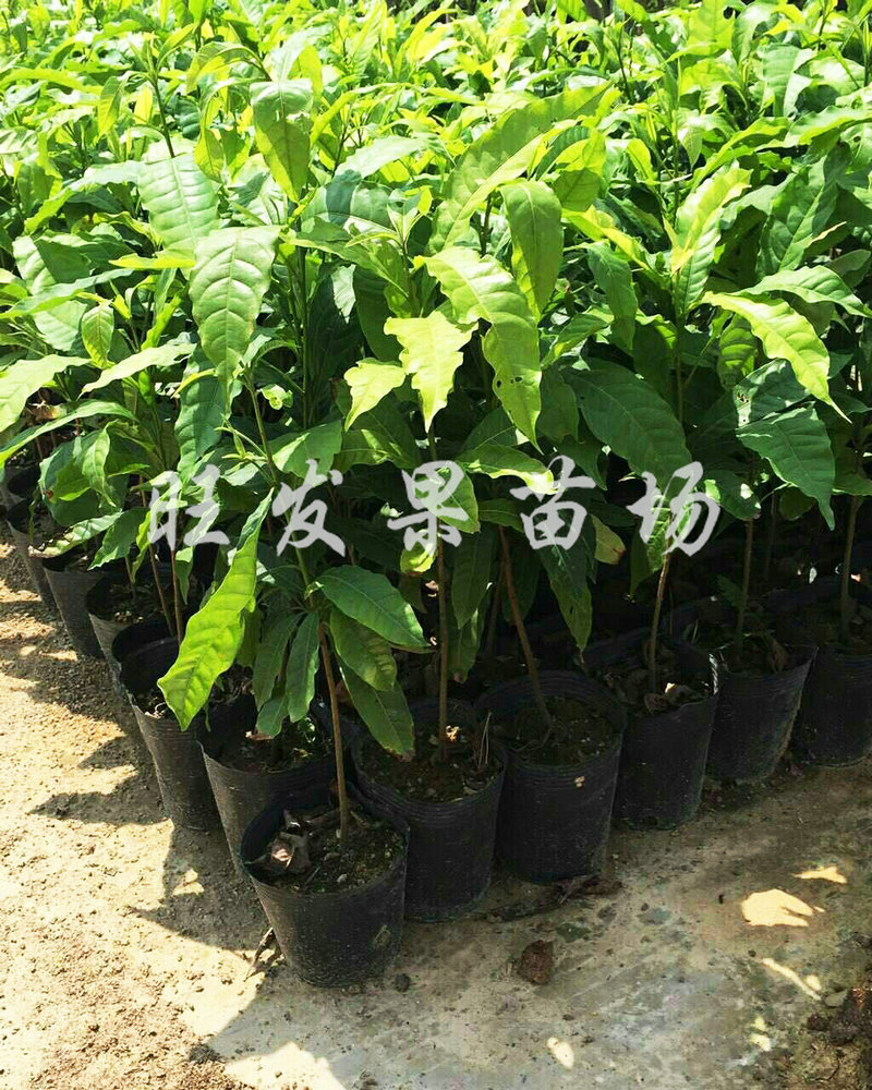 大量銷售黃金果苗樹苗 又名黃晶果樹苗種植基地果樹苗優良新品種圖片