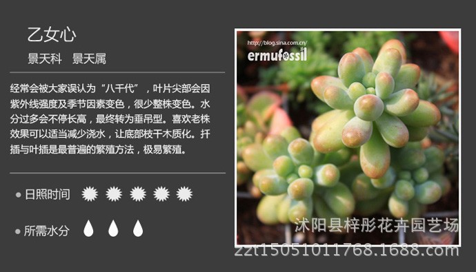 批发多肉植物 盆栽植物 室内吸甲醛多浆植物 条纹十二卷