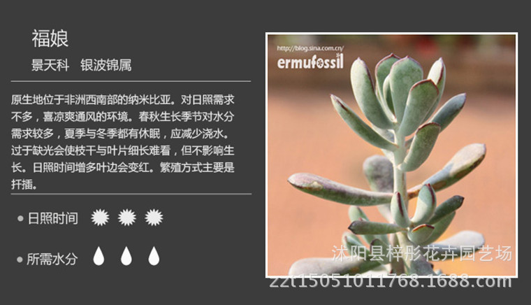 多肉植物 黄丽多肉 防辐射净化空气迷你盆栽多肉植物