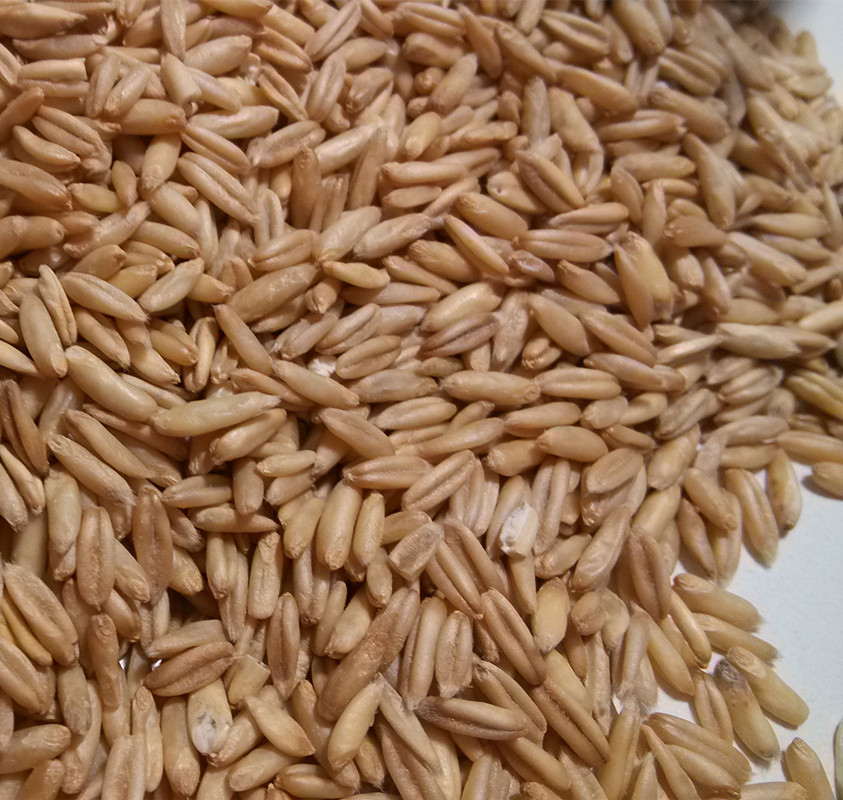 鸟食鸟粮仓鼠粮鸽粮莜麦仁燕麦米大量现货批发