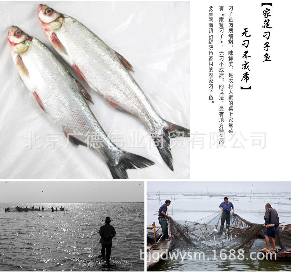 鲥鱼白鱼,鲥鱼,白鱼_大山谷图库