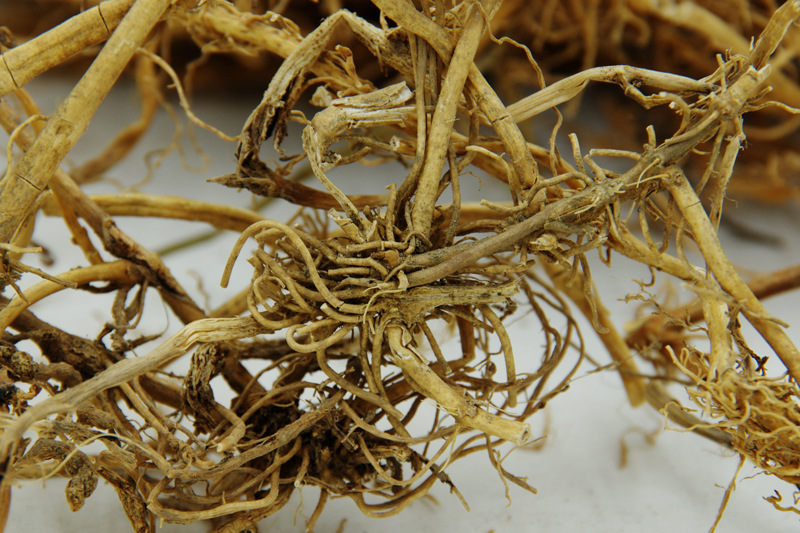 【别名】 鹅管白前,竹叶白前 【来源】 本品为萝藦科植物 柳叶白前