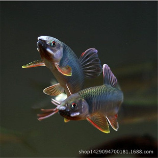 成體野生淡水觀賞魚活體冷水彩色原生寬鰭鱲鯉科中型非熱帶魚批發