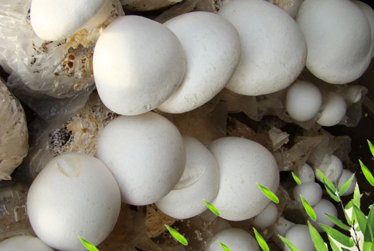 专业培育批发供应低价高品质白灵菇高档新鲜食用菌支持混批