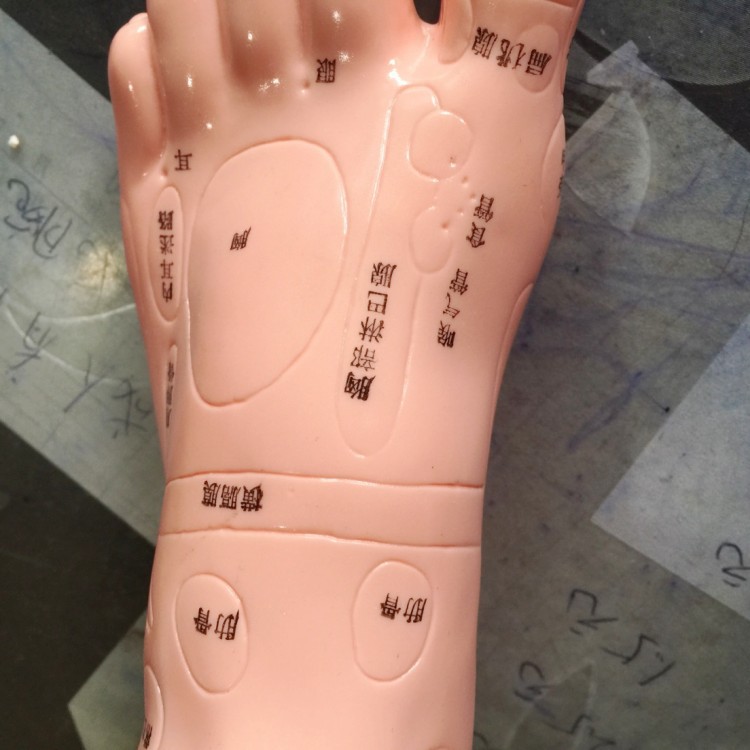 伟叶牌足部按摩足模型脚模型穴位模型反射区按摩足部足穴批发