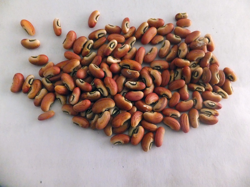 【豇豆种子】寿光大量供应条长 绿荚 高产的豇豆新品种-绿满天下