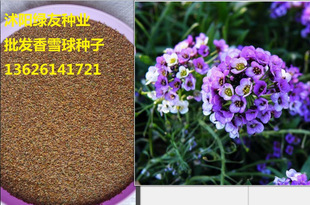 批发香雪球种子 香雪球 绣球花种子 绣球花13626141721