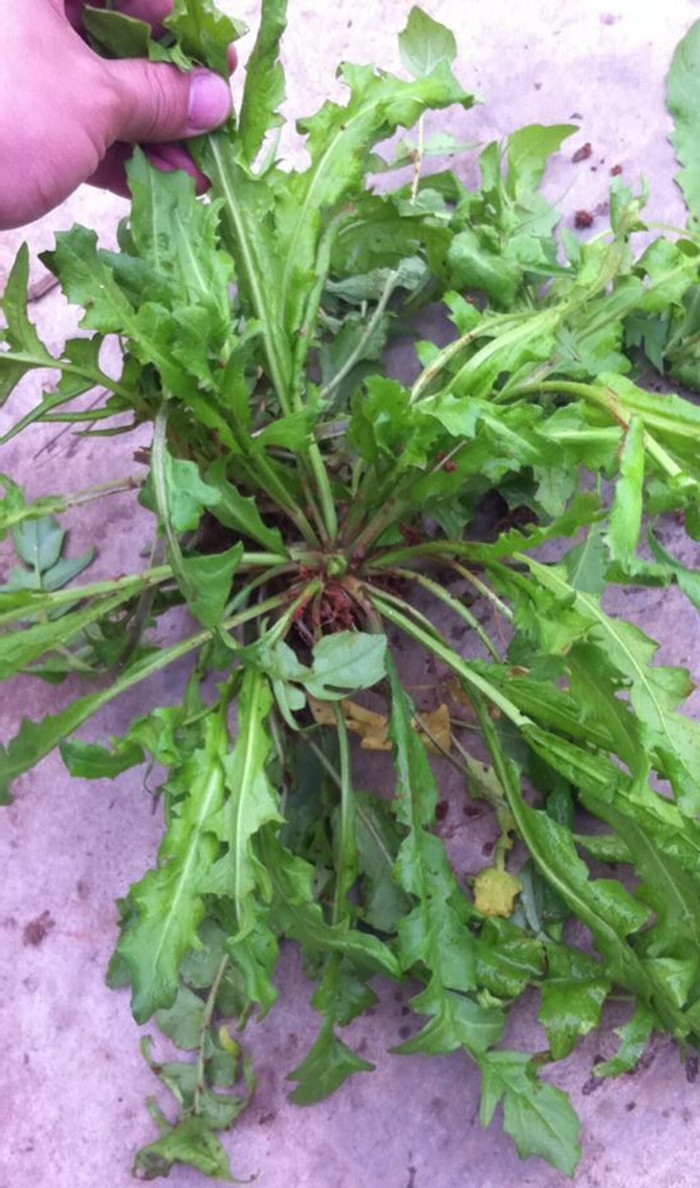 蔬菜种子 荠荠菜种子 地菜野菜 气味清香营养好 阳台庭院农田可种