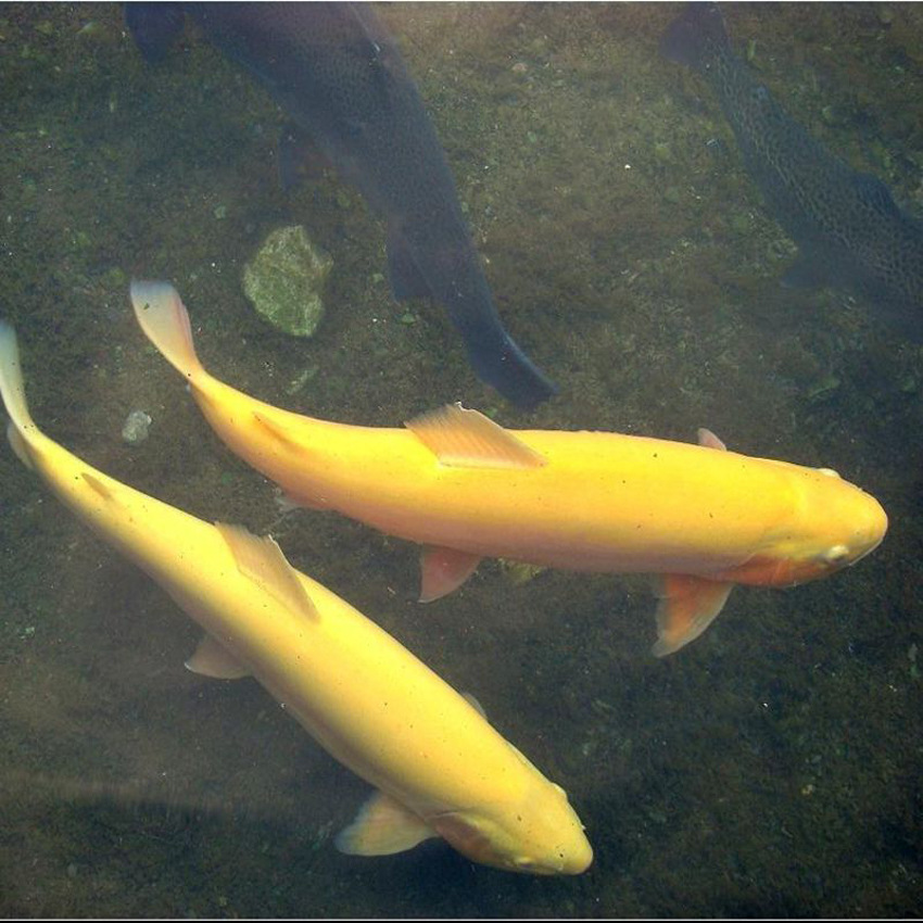 丽江金鳟鱼图片